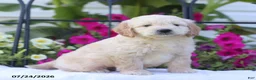 Mini Goldendoodle dogs for sale: Jimmy - Ad 4