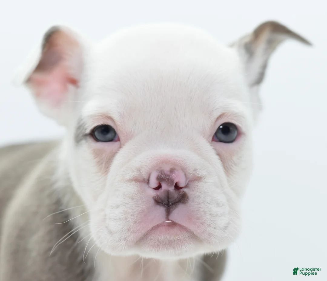 Mixed Breed dogs for sale: Lily tricolor hybrid  - Ad 10