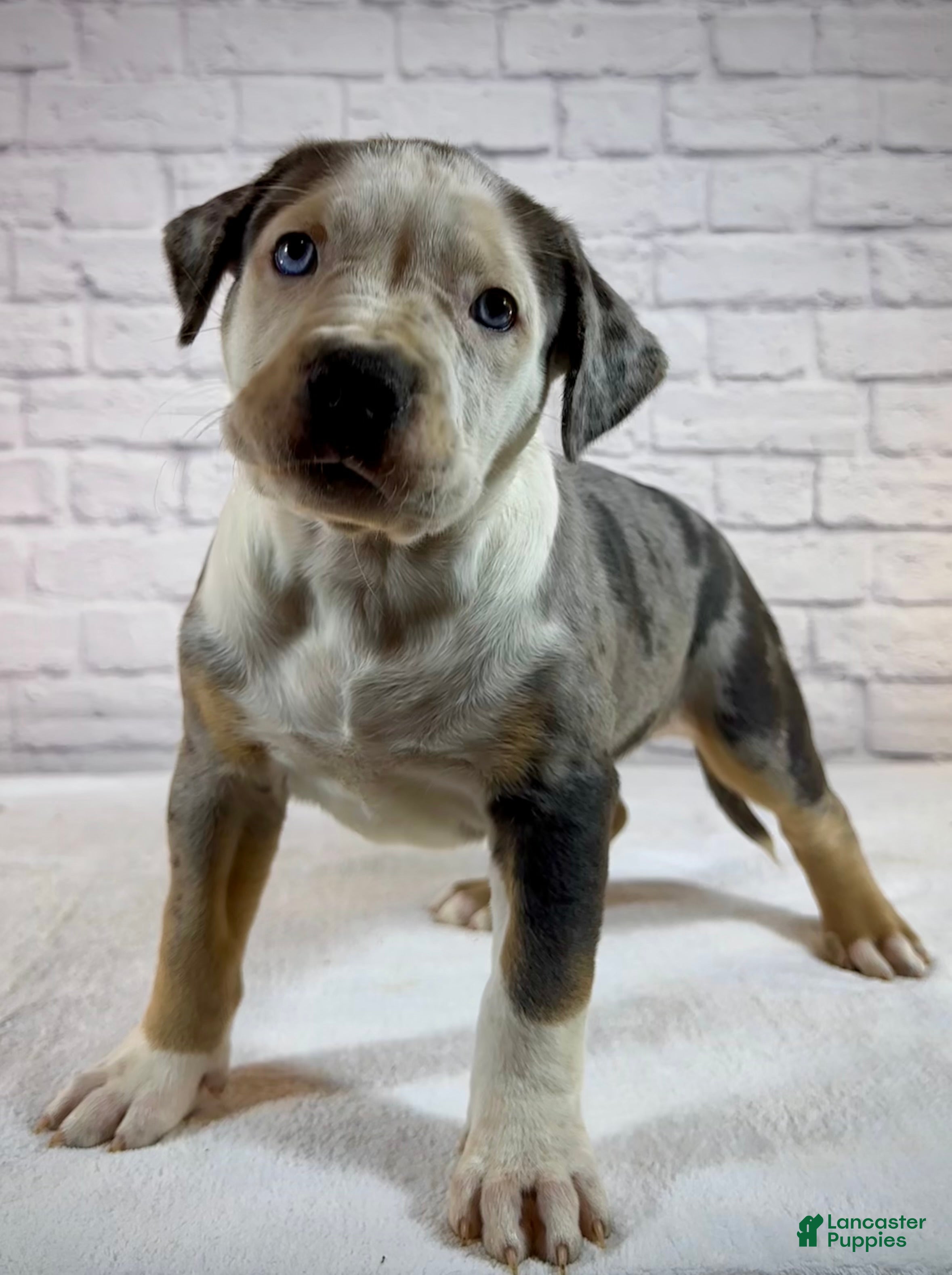 American Bully dogs XL American Bully Puppy Female - Ad 1