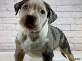 American Bully dogs for sale: XL American Bully Puppy Female - Ad 2