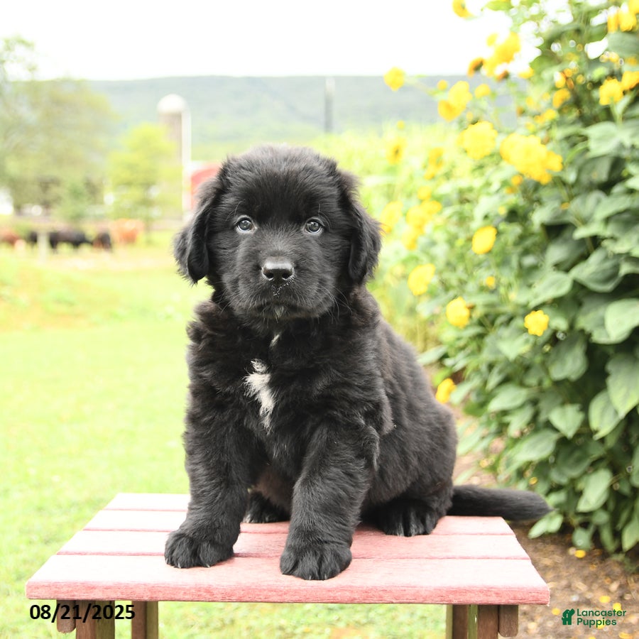 Newfoundland Puppy Labrador Retriever Newfoundland Mix