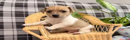 Jack Russell Terrier dogs for sale: Micah - Ad 2