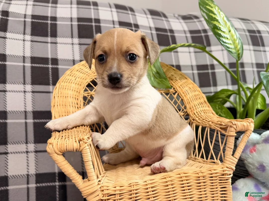 Jack Russell Terrier dogs for sale: Micah - Ad 2