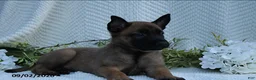 Belgian Malinois dogs for sale: Zara - Ad 3