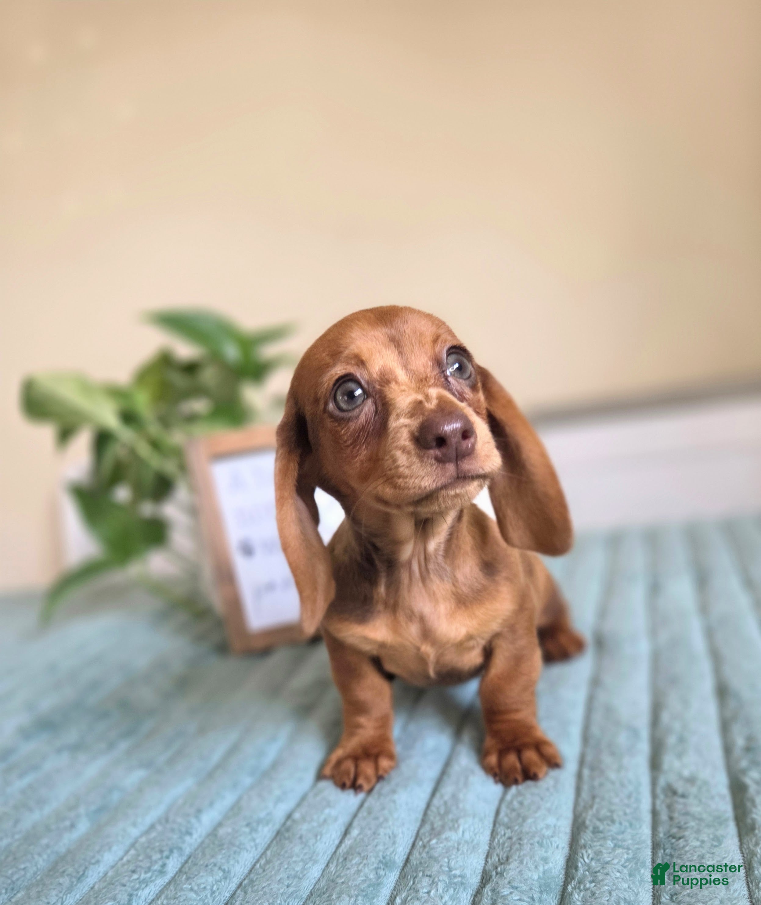 Miniature Dachshund dogs Bella - Ad 15