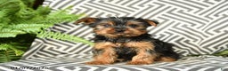 Yorkshire Terrier dogs for sale: Kruz - Ad 2