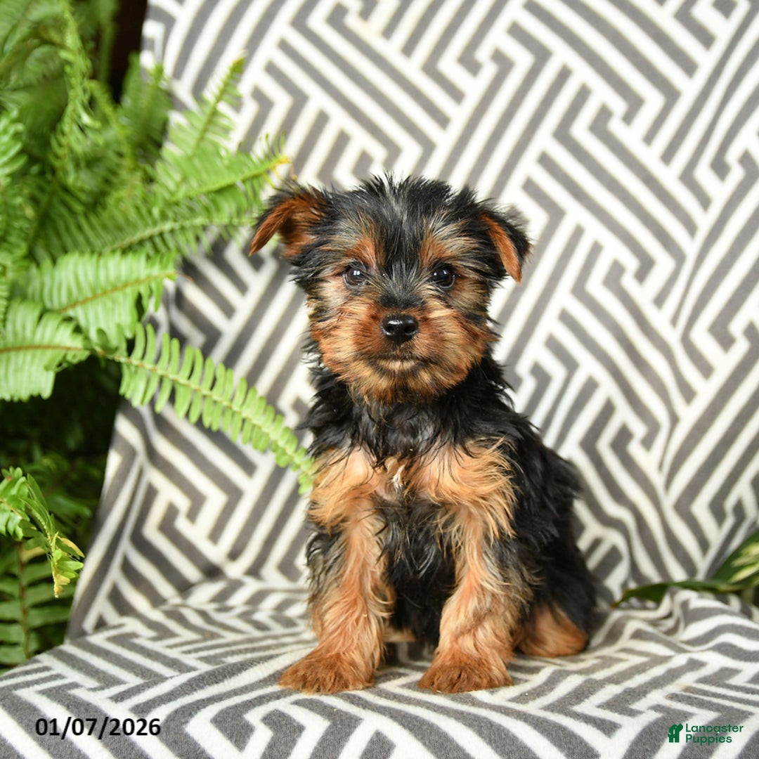 Yorkshire Terrier dogs for sale: Kruz - Ad 2