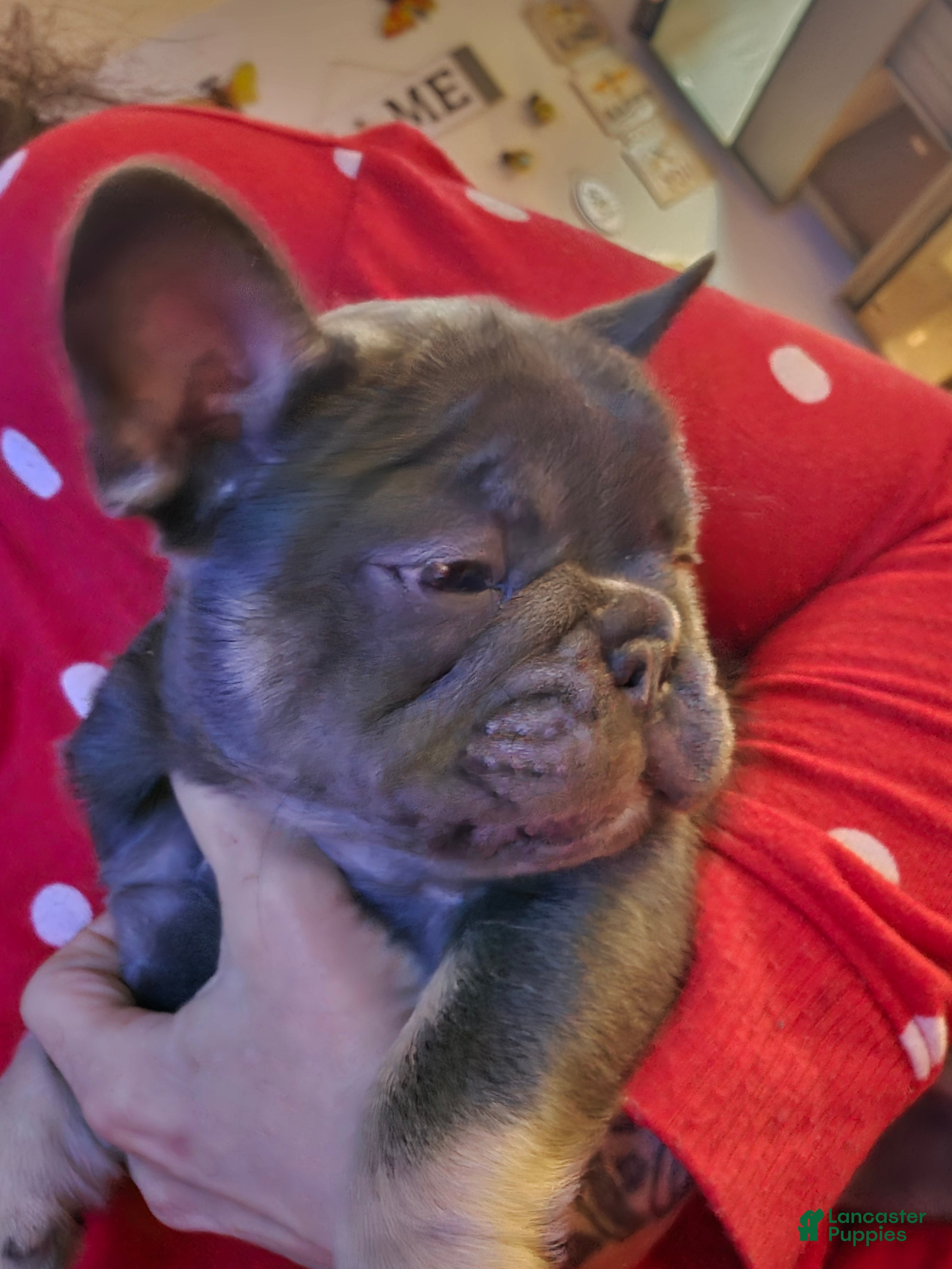 French Bulldog dogs Chanelle - Ad 2