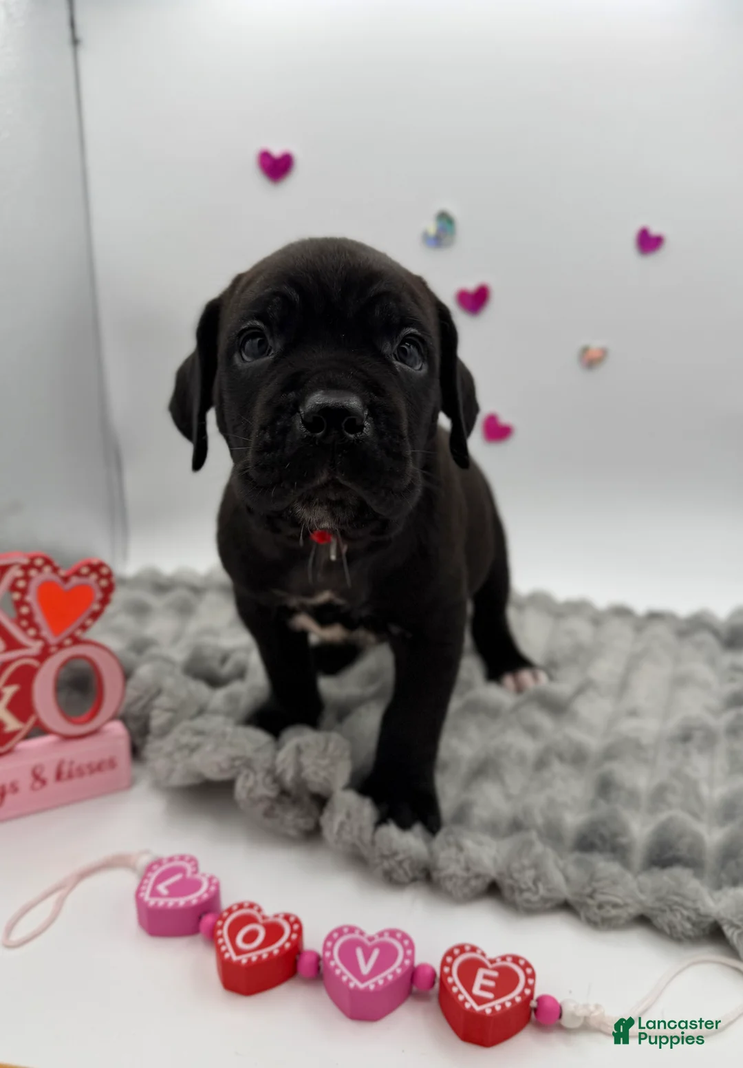 Cane Corso dogs for sale: Cane Corso Puppy 3 - Ad 6