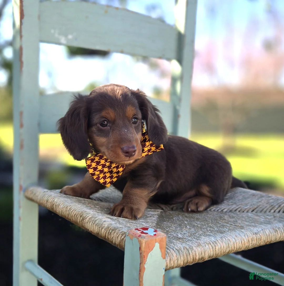 Miniature Dachshund dogs for sale: Billy - Ad 1
