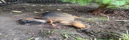 Mixed Breed dogs for sale: Mocha - Ad 4
