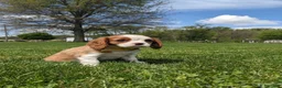 Cavalier King Charles Spaniel dogs for sale: Krissie - Ad 4
