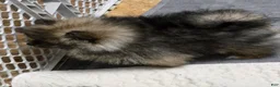 Pomeranian dogs for sale: Akc Buffy  - Ad 4