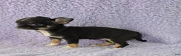 Chihuahua dogs for sale: AKC Charlotte - Ad 4