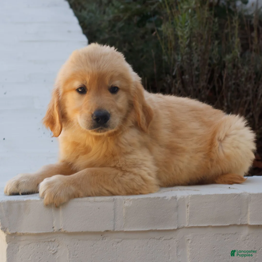 Golden Retriever dogs for sale: Blake  - Ad 2