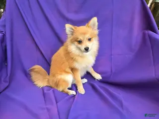 Pomeranian dogs Katie - Ad 7