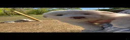 Great Pyrenees dogs for sale: Female Purple (Xena)  - Ad 1