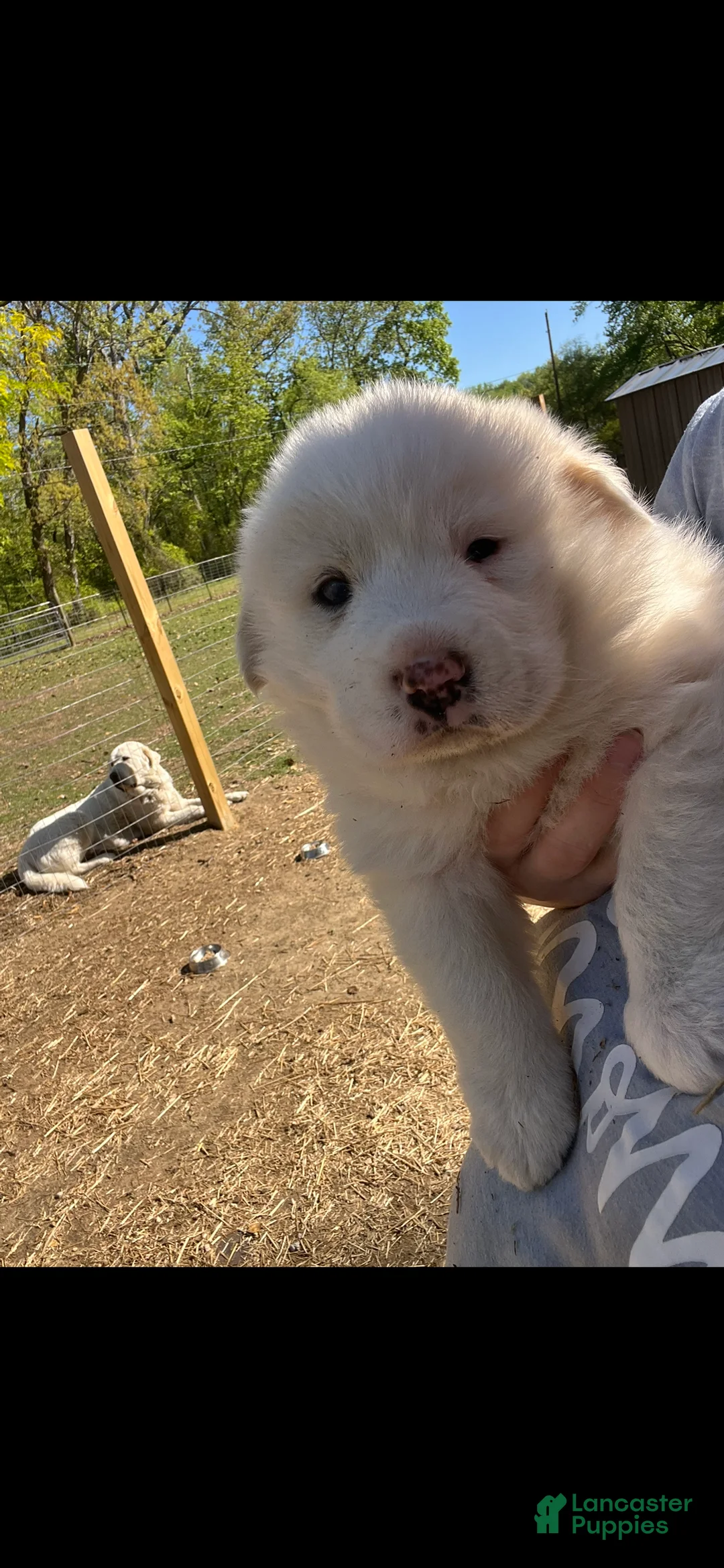 Great Pyrenees dogs for sale: Female Purple (Xena)  - Ad 1