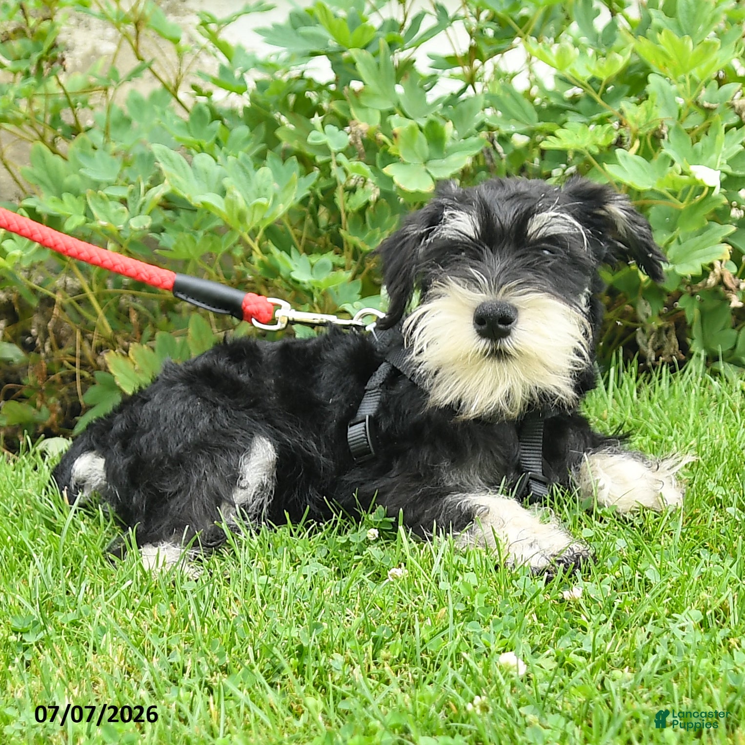 Miniature Schnauzer dogs Garrett - Ad 1