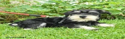 Miniature Schnauzer dogs for sale: Garrett - Ad 1