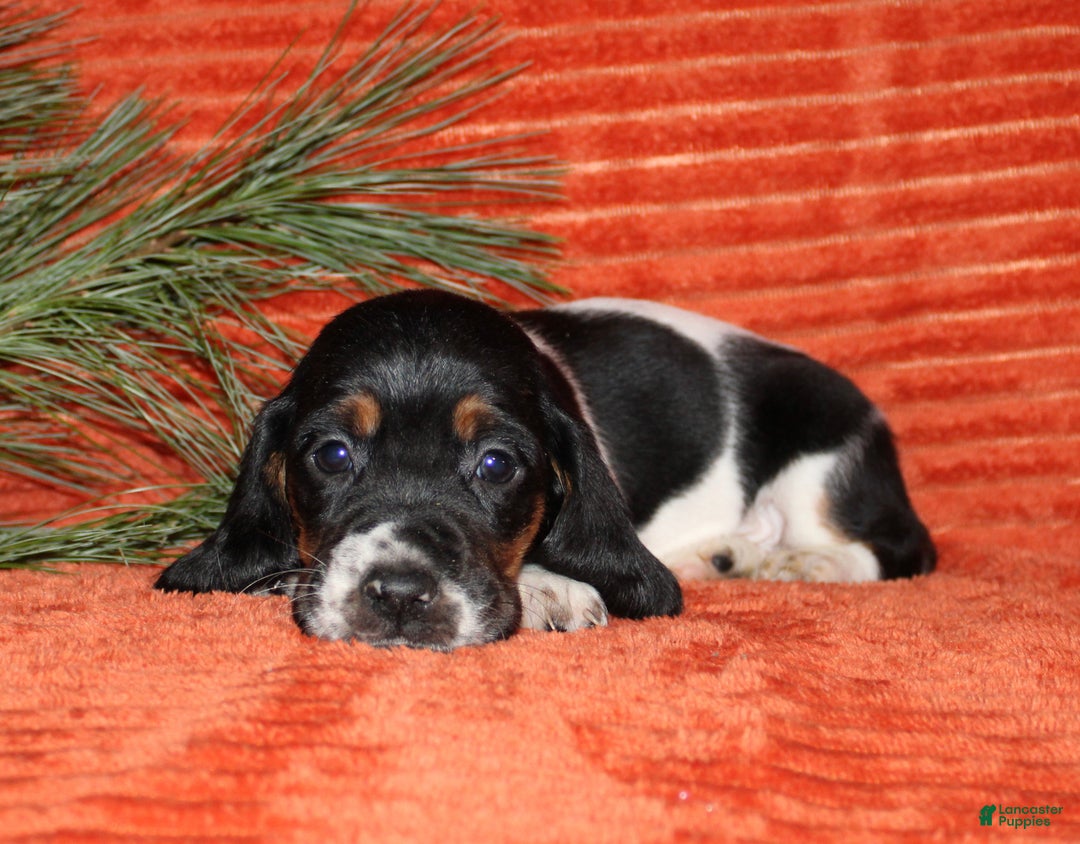 Basset Hound dogs for sale: Sophie - Ad 3