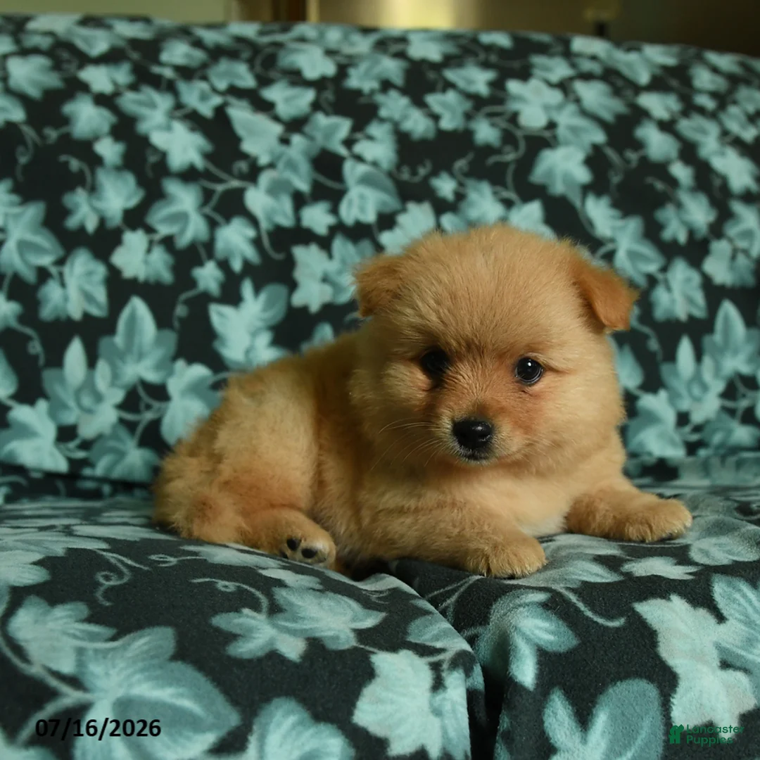 Pomeranian dogs for sale: Frisky - Ad 2