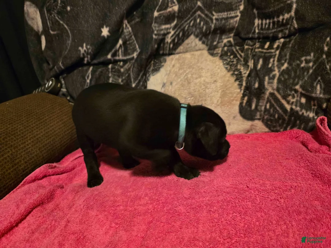 Mixed Breed dogs for sale: Percy - Ad 1