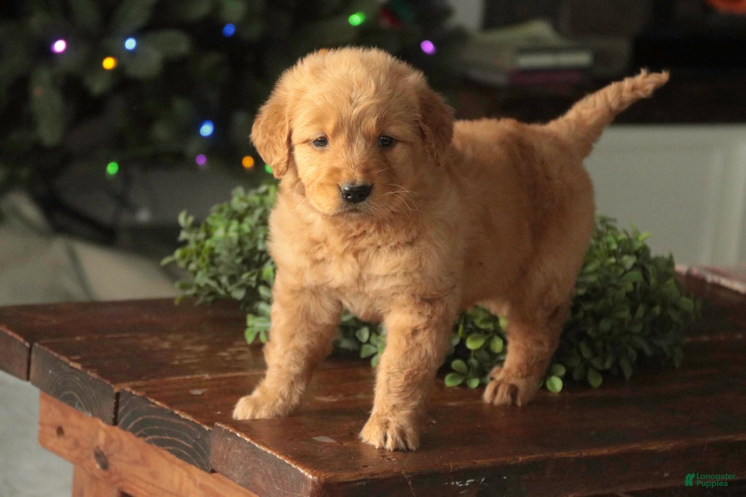 Golden Retriever dogs for sale: Sarge - AKC  - Ad 6