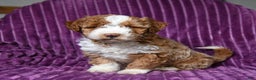 Miniature Poodle dogs for sale: Ivy - Ad 3