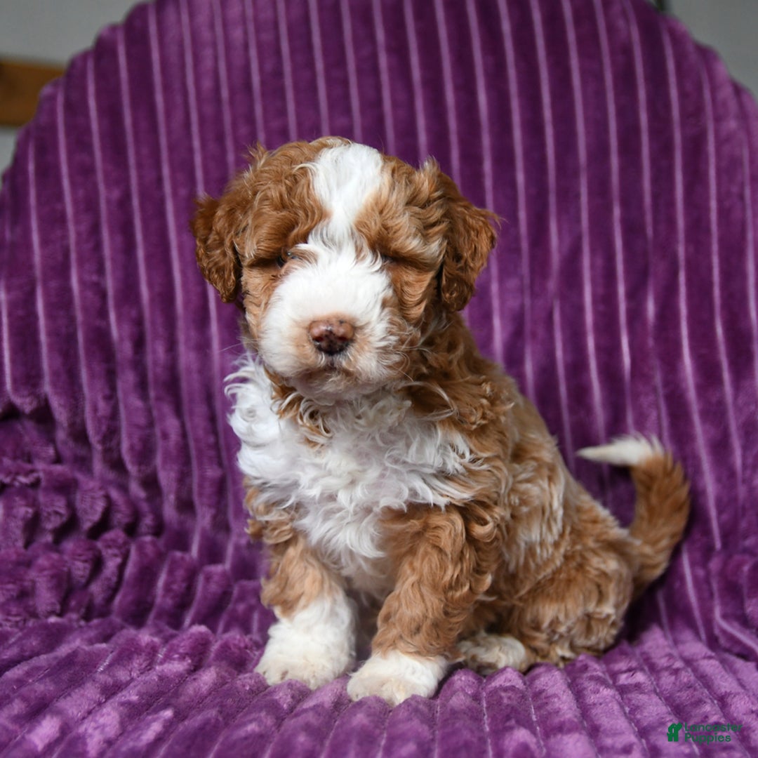 Miniature Poodle dogs for sale: Ivy - Ad 3