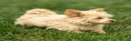Maltipoo dogs for sale: Nacho Maltipoo Puppy  - Ad 11