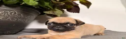 Pug dogs for sale: Pepper - Ad 4