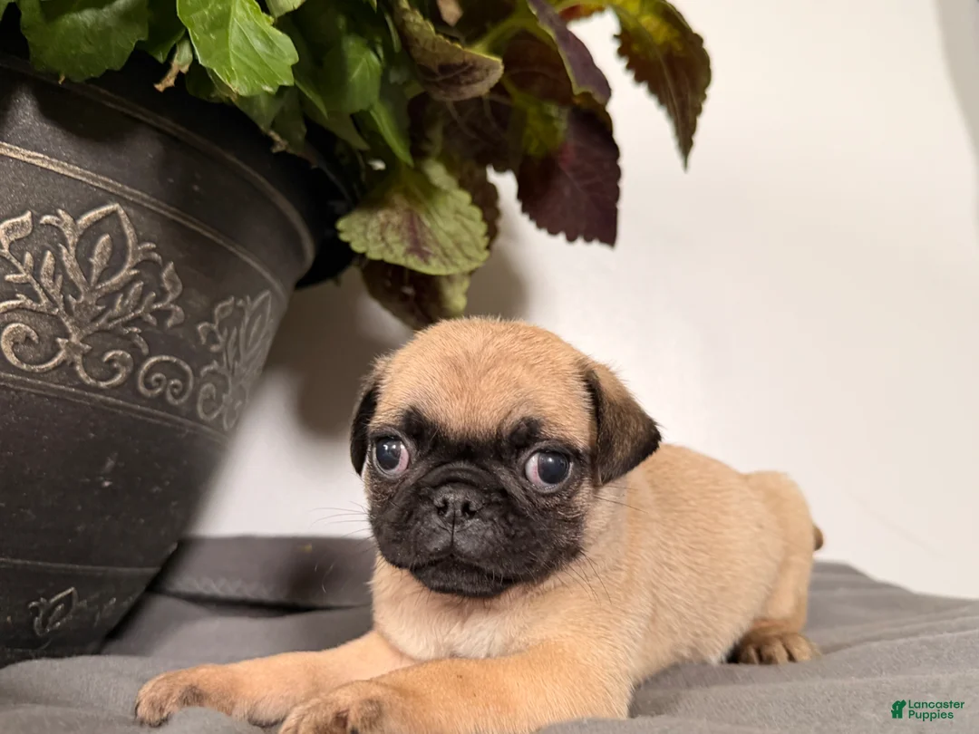 Pug dogs for sale: Pepper - Ad 4