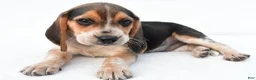 Beagle dogs for sale: Andy - Ad 11