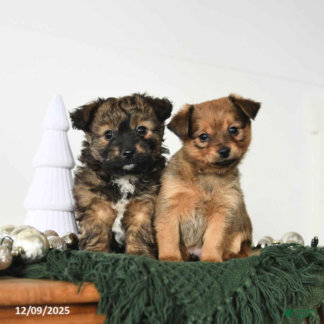 Mixed Breed dogs for sale: Lucy - Ad 5