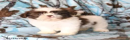 Shih Tzu dogs for sale: Red Panda - Ad 2