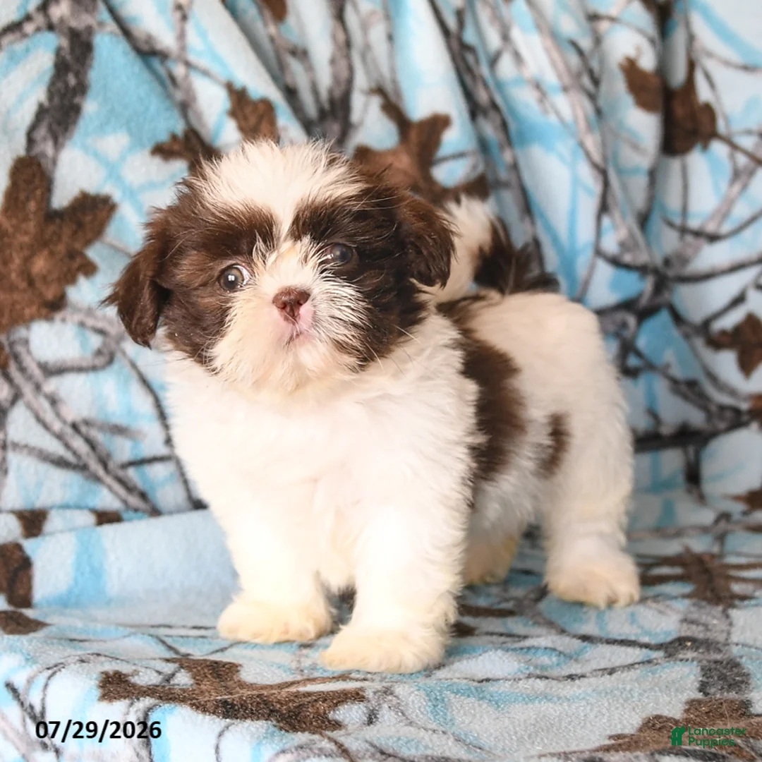 Shih Tzu dogs for sale: Red Panda - Ad 2