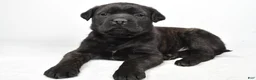 English Mastiff dogs for sale: Bella - Ad 6