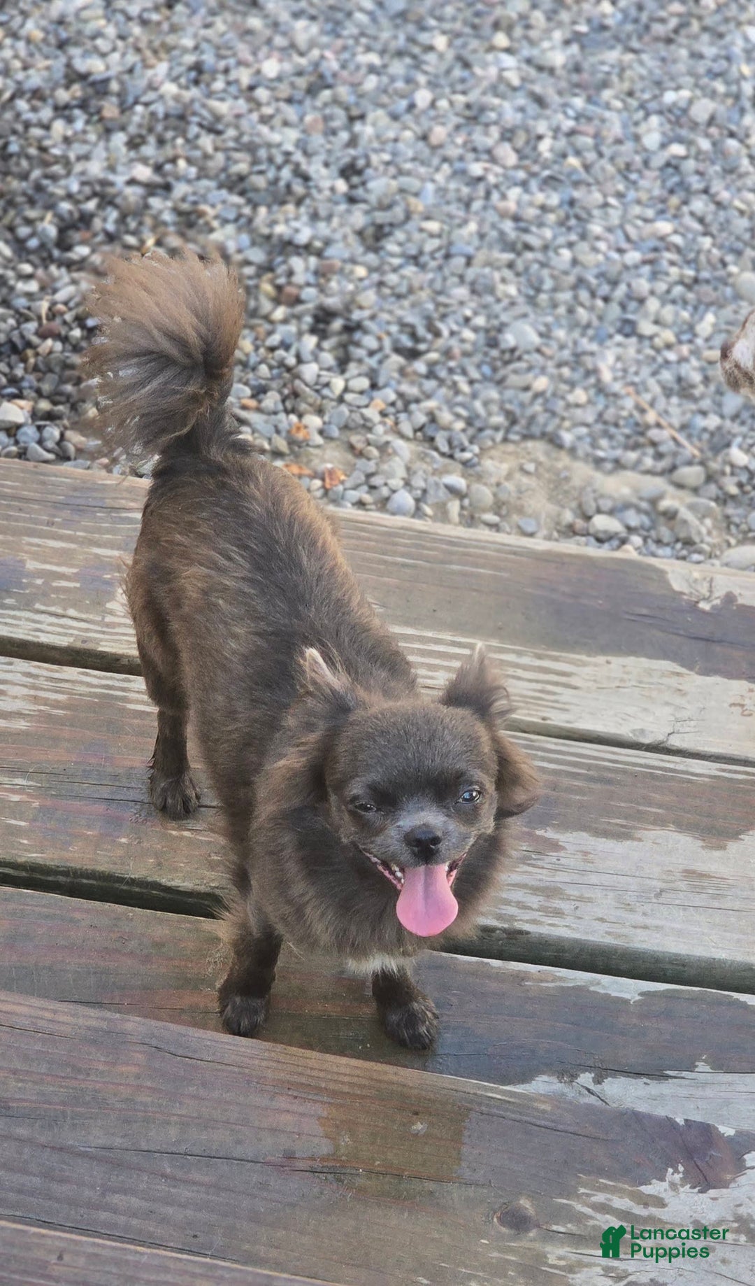 Chihuahua dogs for sale: Stitch - Ad 2