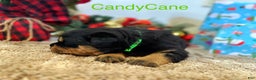 Rottweiler dogs for sale: CandyCane - Ad 2