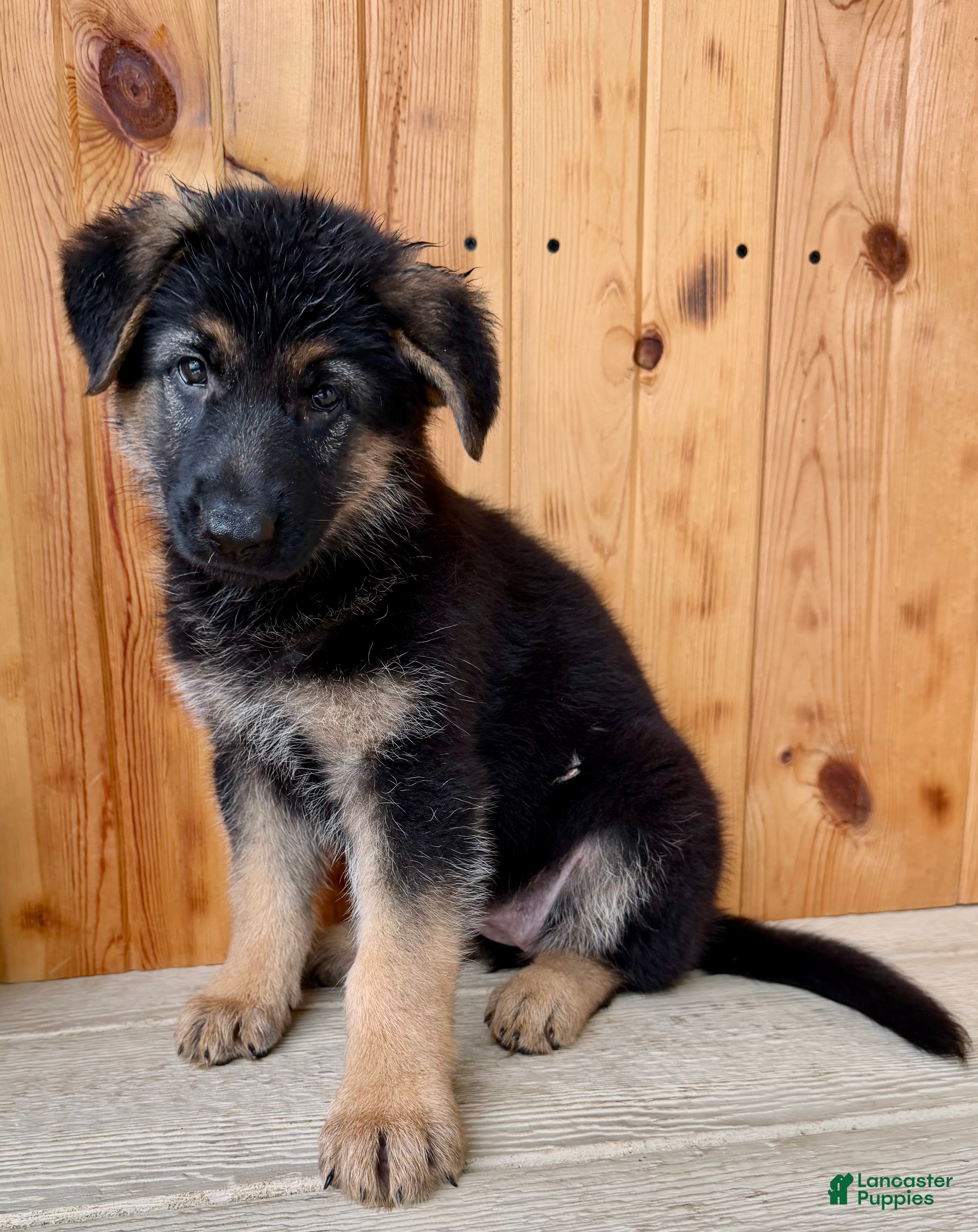 German Shepherd dogs Pattie - Ad 1