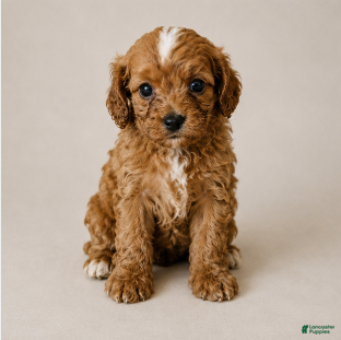Cavapoo dogs Delilah - Ad 23