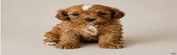 Cavapoo dogs for sale: Delilah - Ad 1