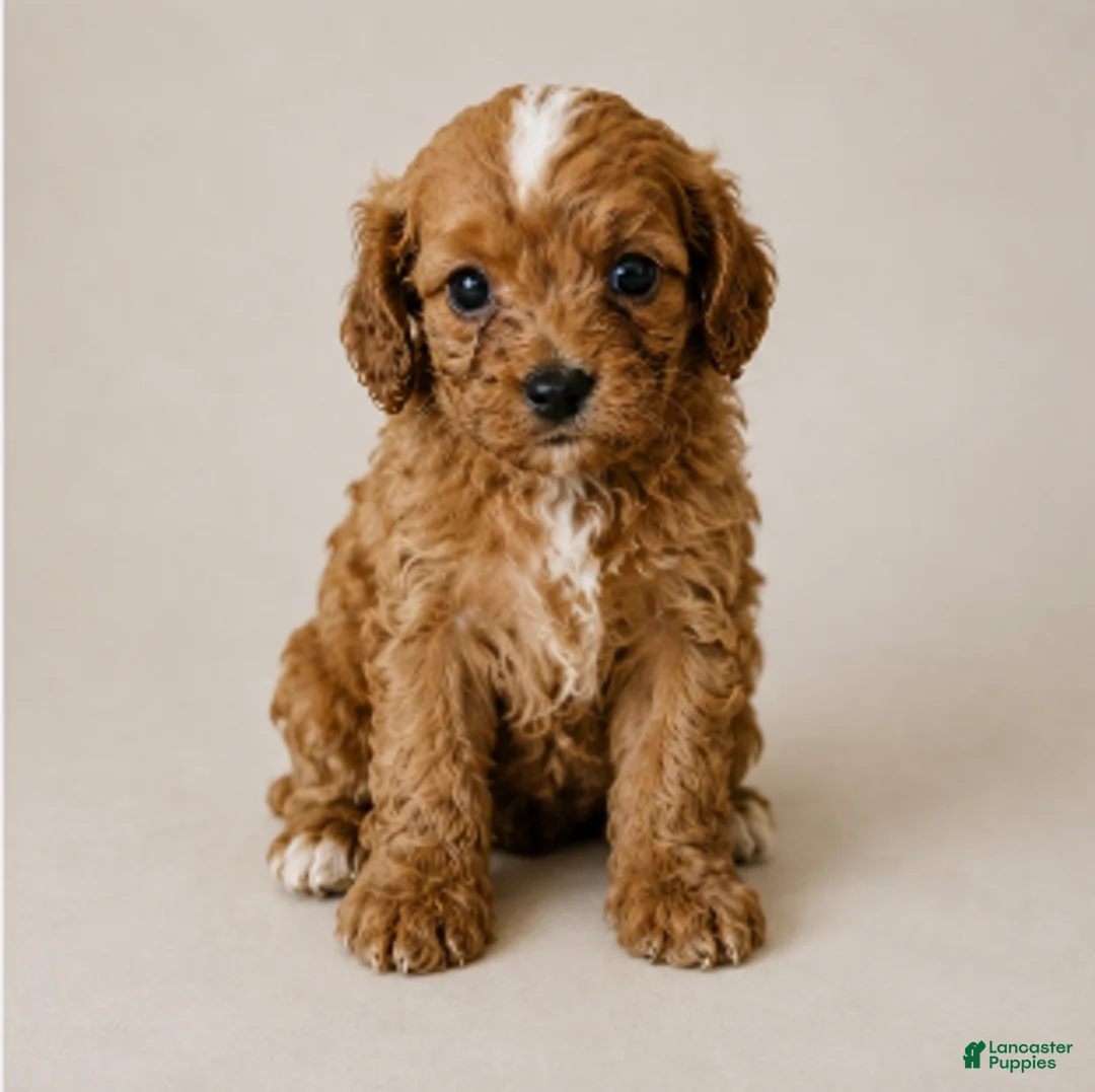 Cavapoo dogs for sale: Delilah - Ad 1