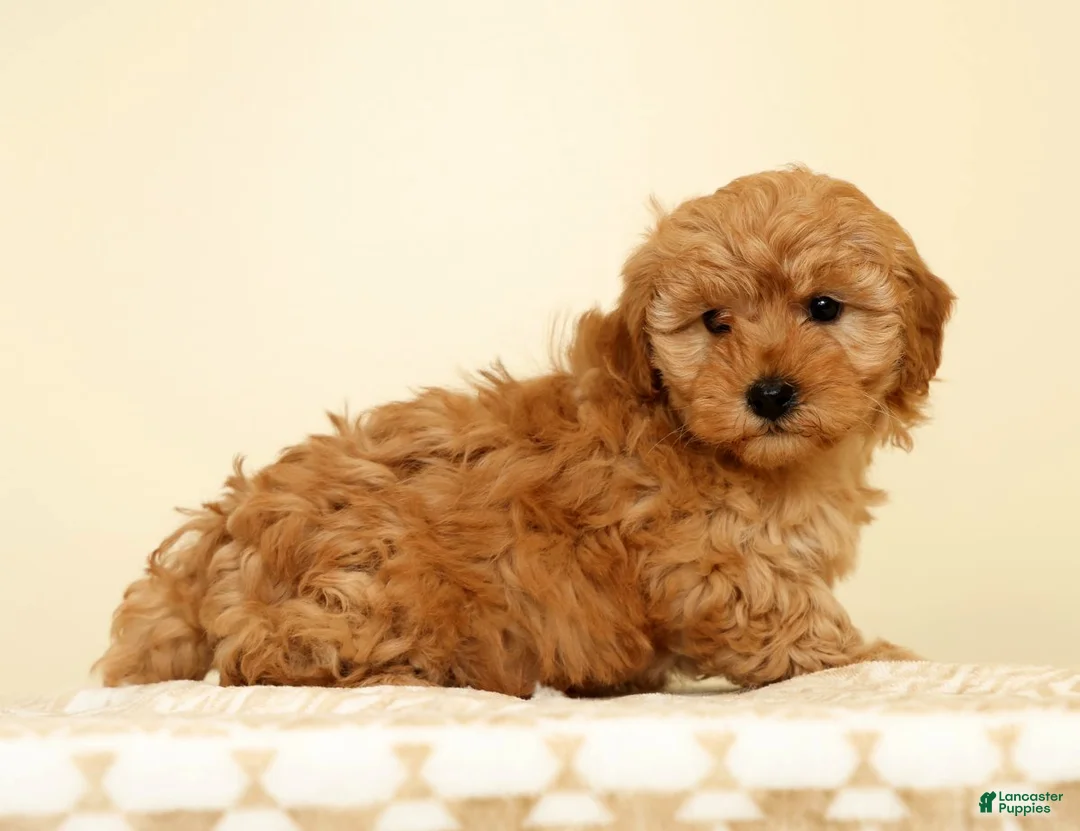 Mini Goldendoodle dogs for sale: Chloe - Ad 2
