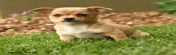 Chihuahua dogs for sale: Marlene - Ad 5