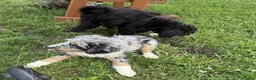Bernedoodle dogs for sale: Charlie - Ad 5