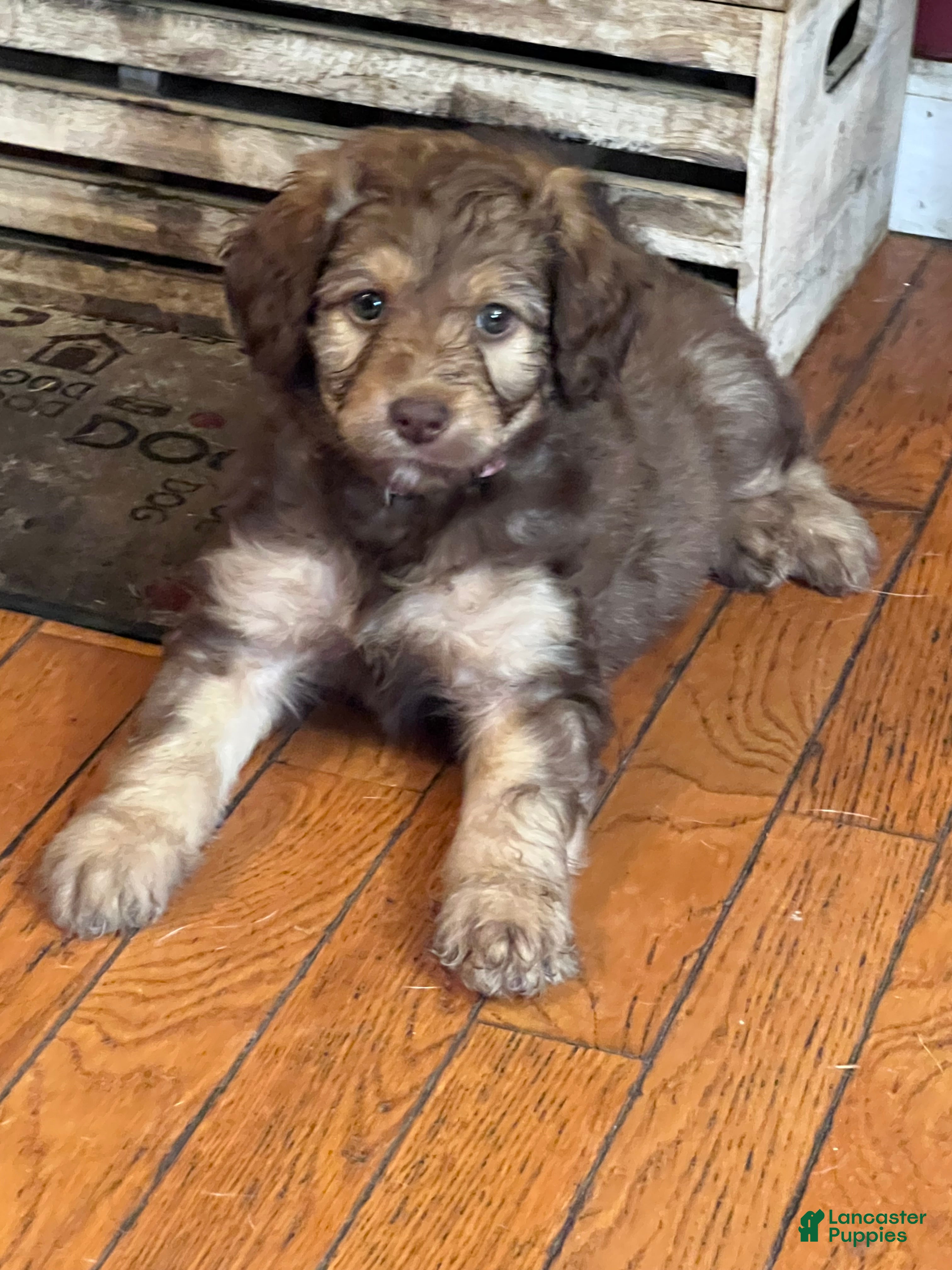 Aussiedoodle dogs Aussiedoodle 3 - Ad 34