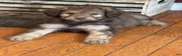 Aussiedoodle dogs for sale: Aussiedoodle 3 - Ad 1