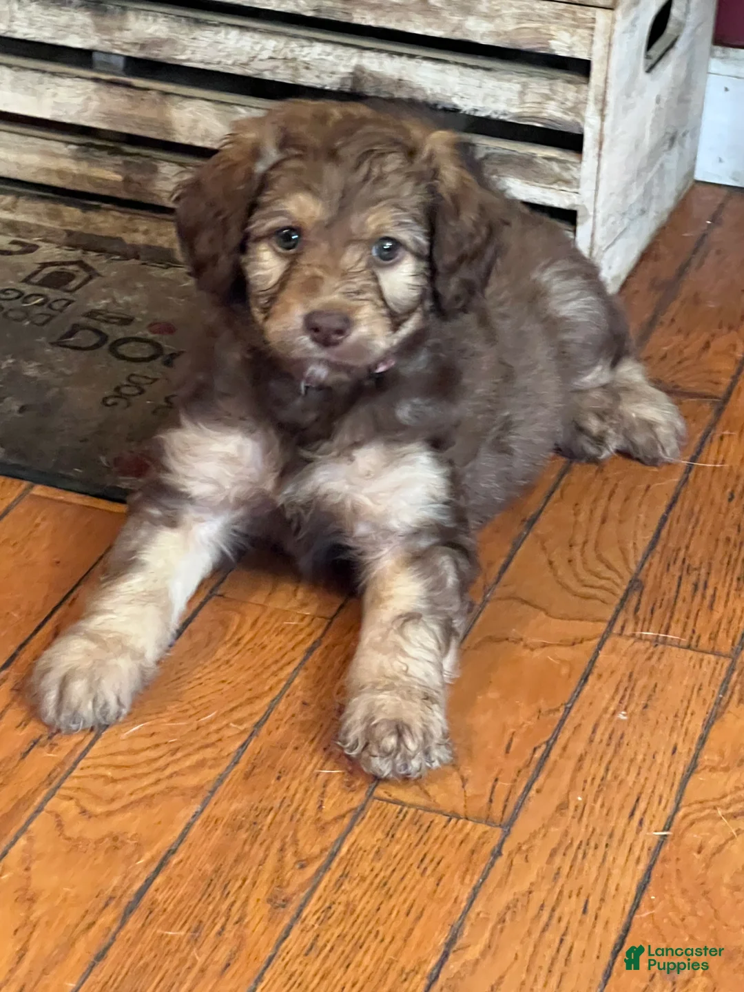 Aussiedoodle dogs for sale: Aussiedoodle 3 - Ad 1